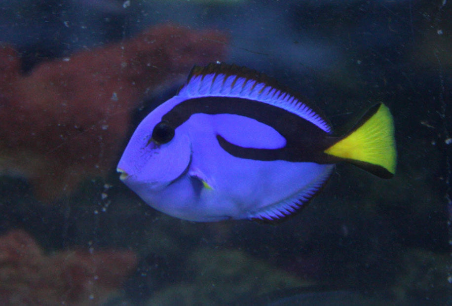 Blue Hippo Tang