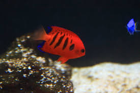 Flame Angelfish