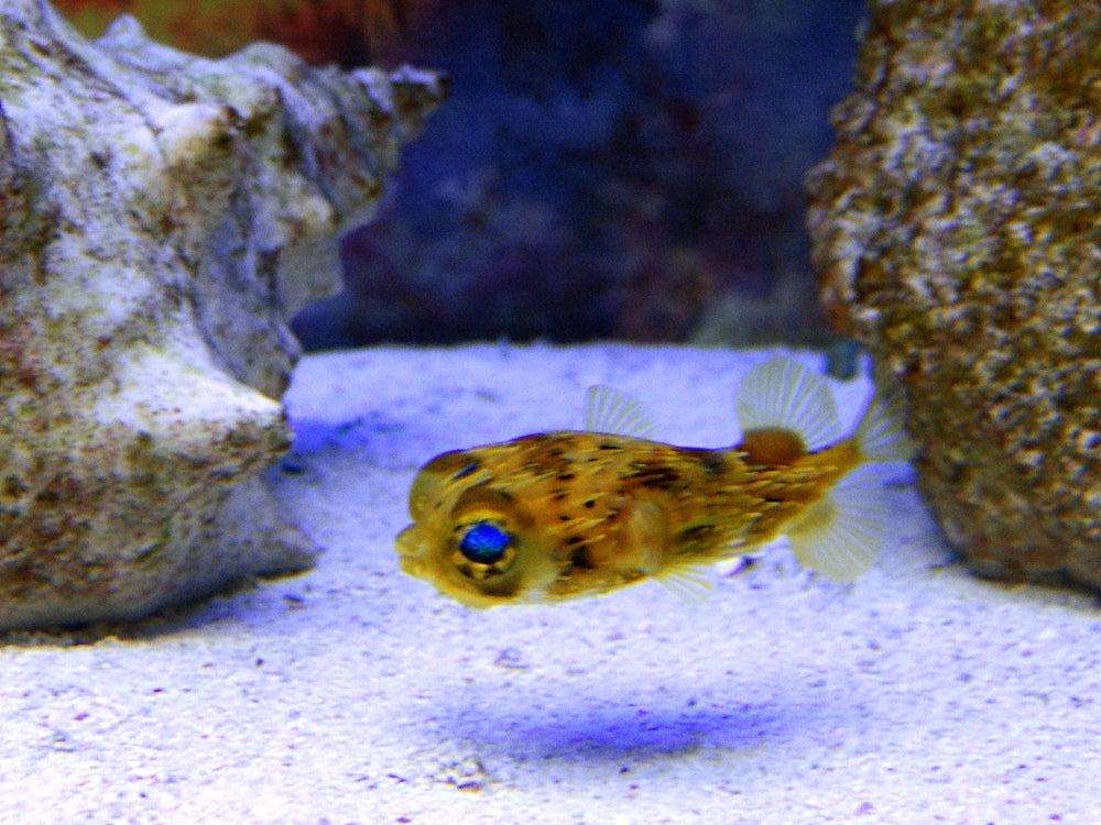 Porcupine Pufferfish (Medium)
