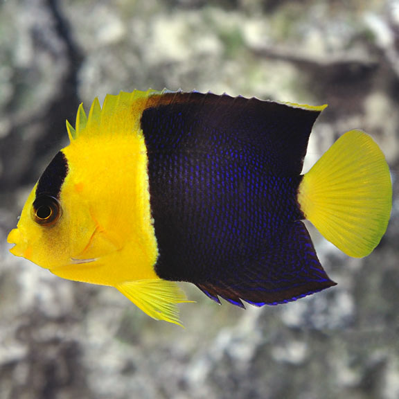 Bicolor Angelfish (Small/Medium)