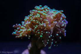 Frogspawn Coral (Single, Two, Three, Four+ Heads)