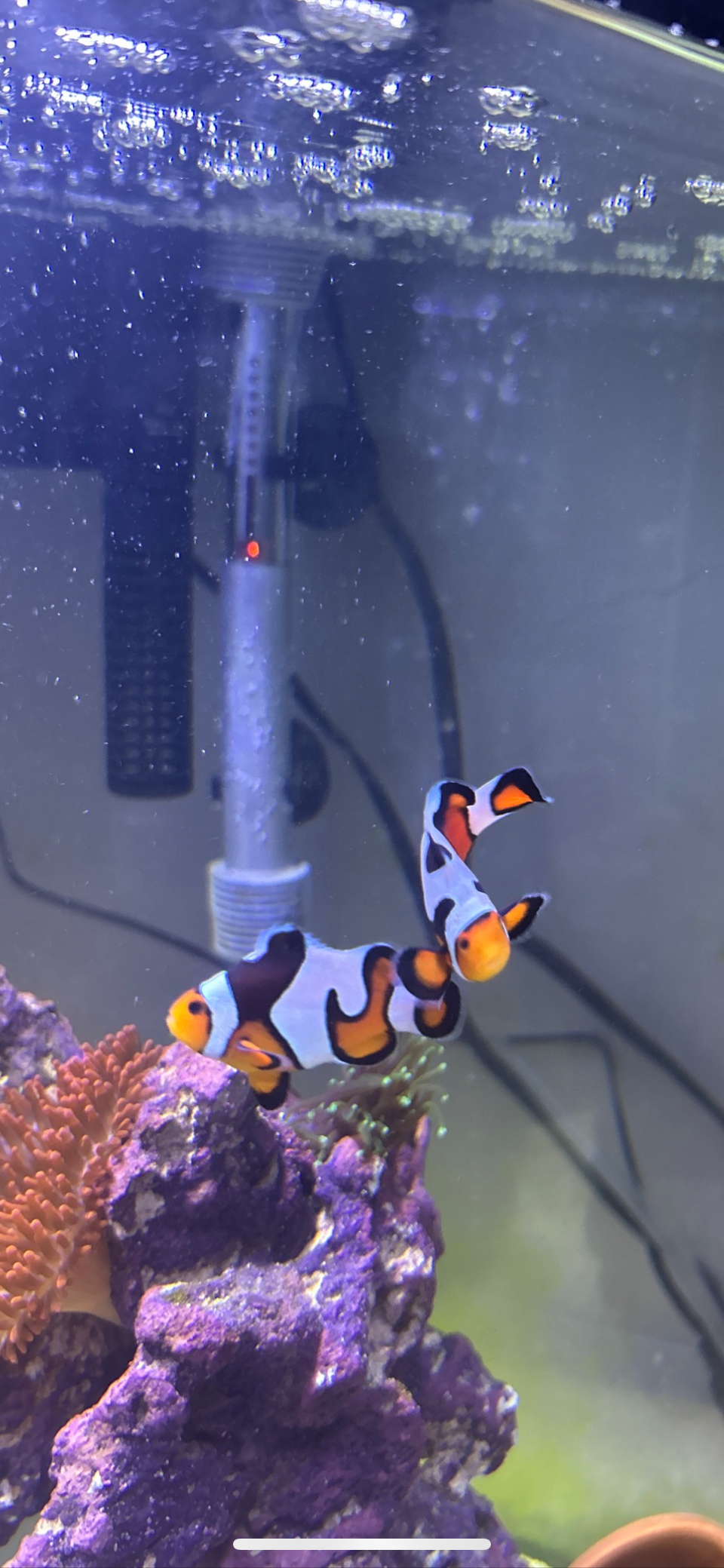 Breeding Picasso Clownfish Pair