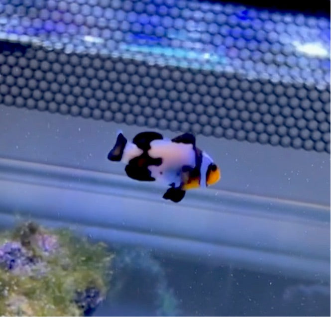 “Black Ice” Clownfish (Small/Medium)