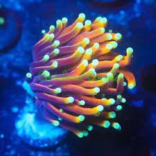 Torch Coral (Single, Two, Three, Four+ Heads)