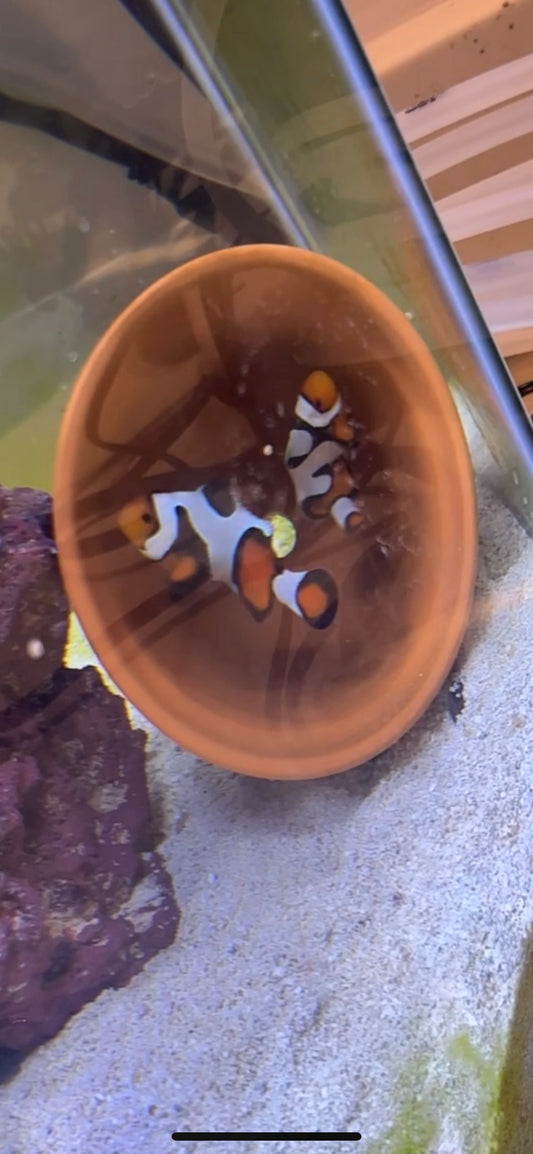 Picasso Clownfish Spawn