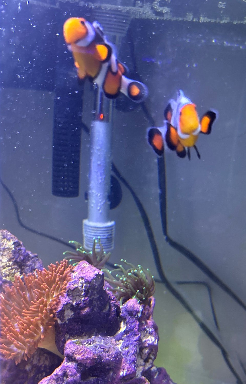 Picasso Clownfish (Small/ Medium)