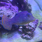 Big Sale! Blue Spot Fiji Pufferfish (Medium)