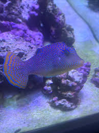 Big Sale! Blue Spot Fiji Pufferfish (Medium)