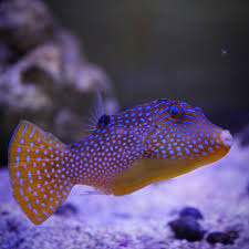 Big Sale! Blue Spot Fiji Pufferfish (Medium)