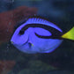 Blue Hippo Tang