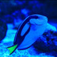 Blue Hippo Tang