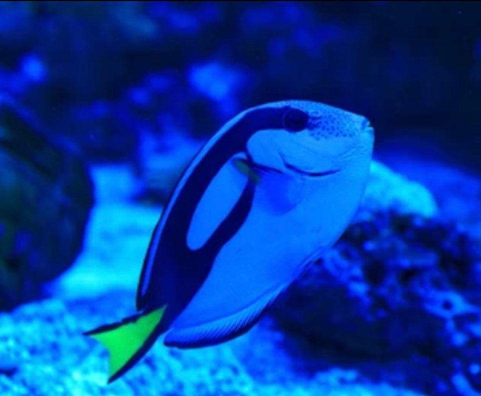 Blue Hippo Tang