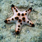 Chocolate Chip Starfish