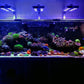 Fish Tank Delivery and Set Up!