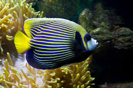 Medium Angelfish Emperor Angelfish (Small-Medium/ Large) – RK SeaLife