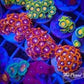Fire and Ice Zoas 6+ Polyps