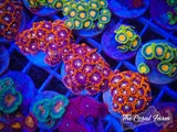 Fire and Ice Zoas 6+ Polyps