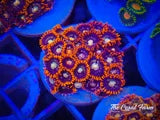 Fire and Ice Zoas 6+ Polyps