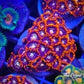 Fire and Ice Zoas 6+ Polyps