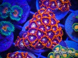 Fire and Ice Zoas 6+ Polyps