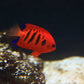 Flame Angelfish