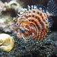Dwarf Fuzzy Lionfish (Small/ Medium)