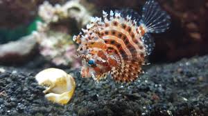 Dwarf Fuzzy Lionfish (Small/ Medium)