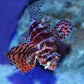 Dwarf Fuzzy Lionfish (Small/ Medium)