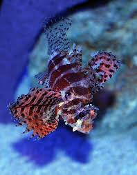 Dwarf Fuzzy Lionfish (Small/ Medium)