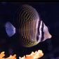 Sailfin Tang (Small/ Medium)