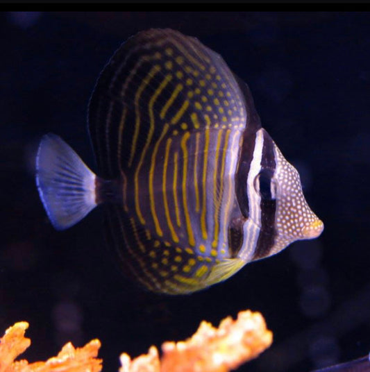 Sailfin Tang (Small/ Medium)