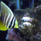 Sailfin Tang (Small/ Medium)
