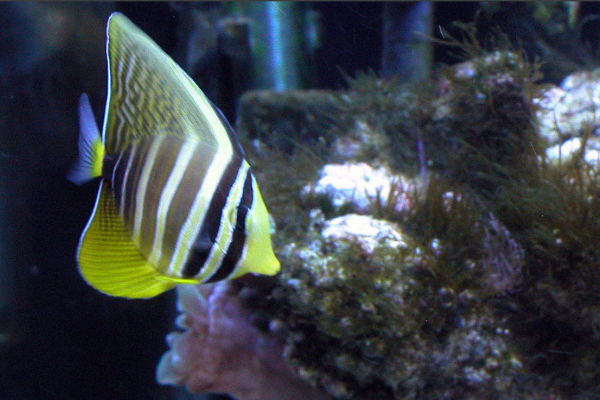 Sailfin Tang (Small/ Medium)