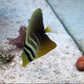 Sailfin Tang (Small/ Medium)
