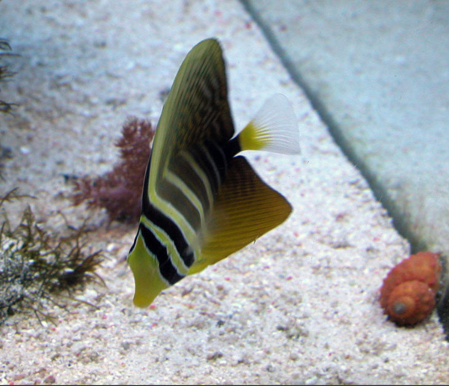 Sailfin Tang (Small/ Medium)