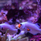 Wyoming White Clownfish