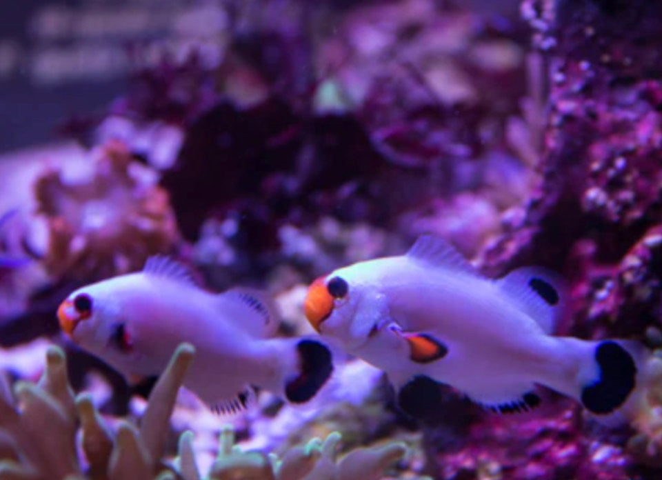 Wyoming White Clownfish