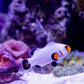 Wyoming White Clownfish