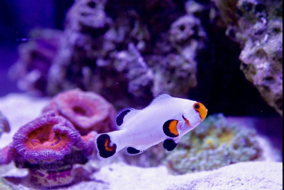 Wyoming White Clownfish