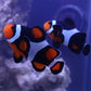 Premium Mocha Clownfish (Small/ Medium)
