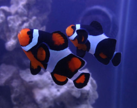 Premium Mocha Clownfish (Small/ Medium)