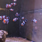 Premium Mocha Clownfish (Small/ Medium)