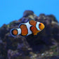 Ocellaris Clownfish (Small, Medium)