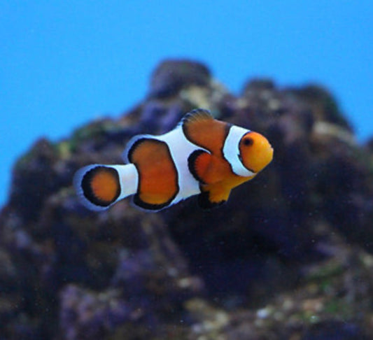 Ocellaris Clownfish (Small, Medium)