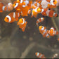 Ocellaris Clownfish (Small, Medium)
