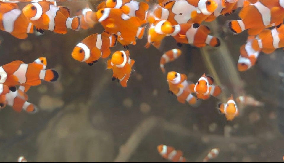 Ocellaris Clownfish (Small, Medium)