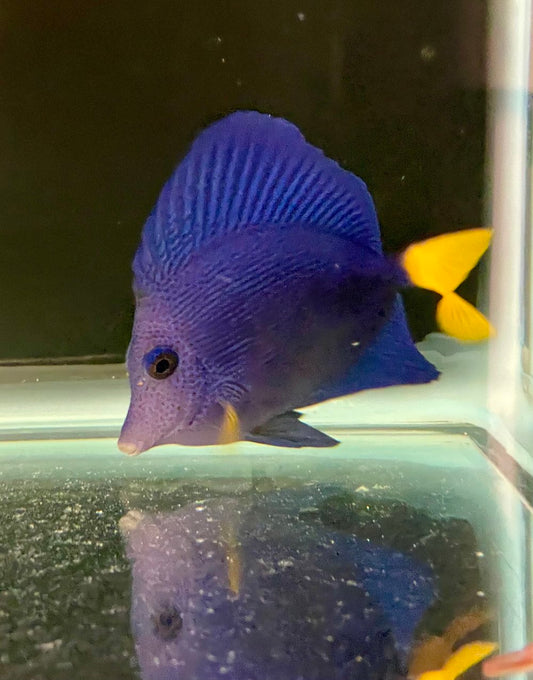 Captive Bred Purple Tang (Small/ Medium)