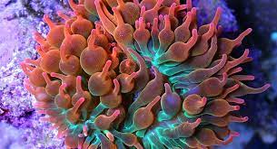 Red Bubble Tip Anemone