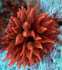 Red Bubble Tip Anemone