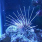 Radiata Lionfish